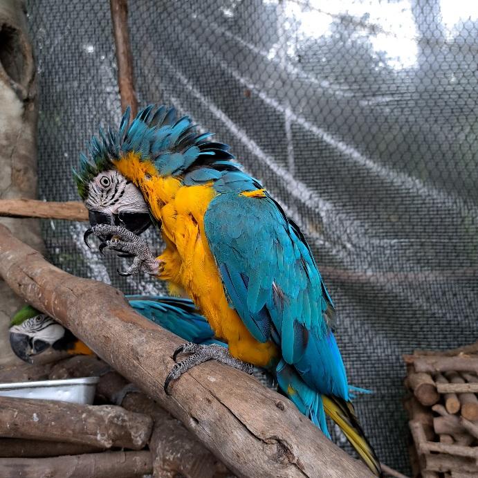 11月12日 インコの羽根のひみつ - 飼育員ブログ - ときわ動物園 - ときわ公園|山口県宇部市